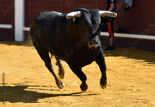 a strong bull running on a traditional spectacle of bullfight 