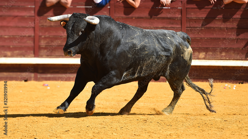 a strong bull running on a traditional spectacle of bullfight 