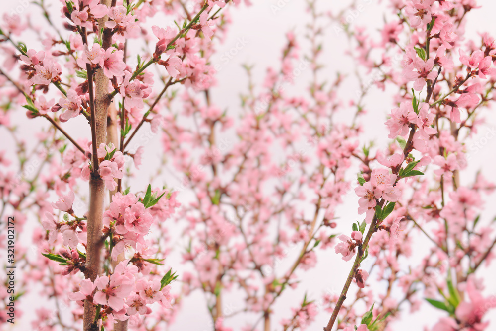 Blooming pink sakura tree on the light background Blooming pink sakura tree on the light background