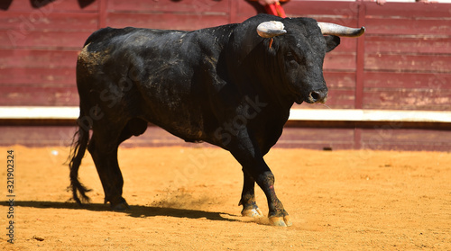 toro bravo español con grandes cuernos