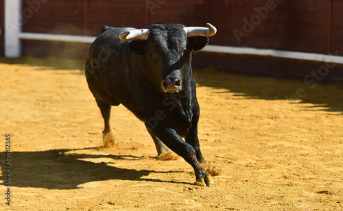 toro bravo español con grandes cuernos