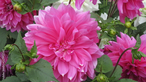 Watercolor pink dahlia flower in the garden. Close-up nature.