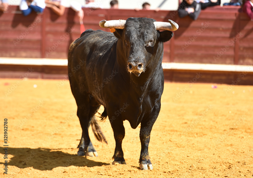 toro bravo español con grandes cuernos toro bravo español con grandes cuernos