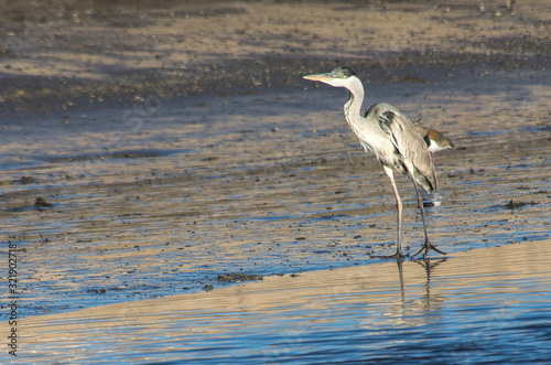 Cocoi Ardea perched on the sand , in the beach    