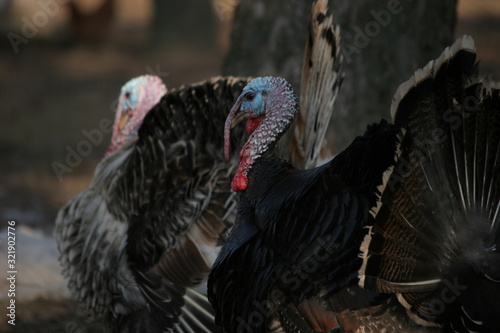 two male turkey outdoors black and white
