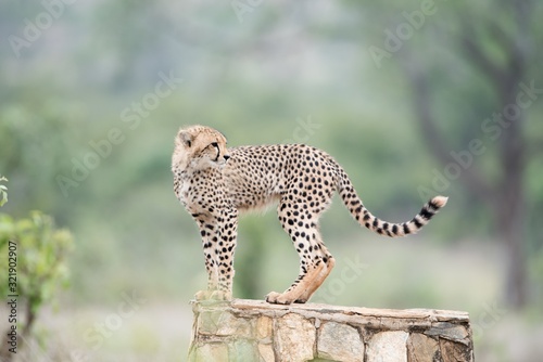 Beautiful shot of a young cheetah standing on a concrete surface with a blurred background