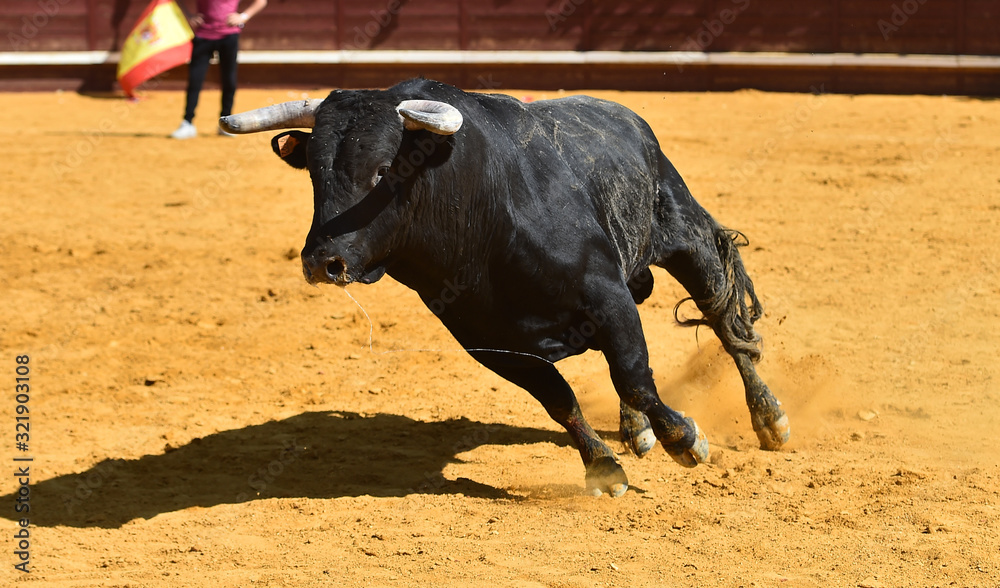 a strong bull running on a traditional spectacle of bullfight a strong bull running on a traditional spectacle of bullfight