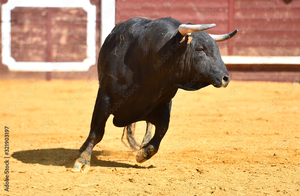 toro español con grandes cuernos toro español con grandes cuernos