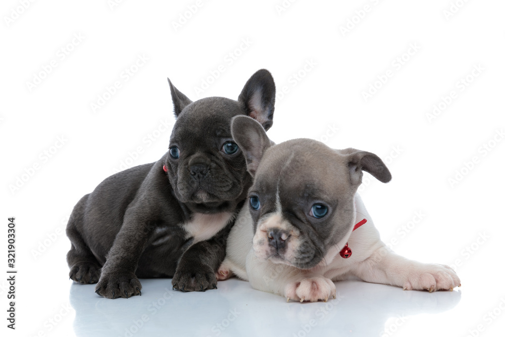 Two calm French bulldog puppies looking away and relaxing
