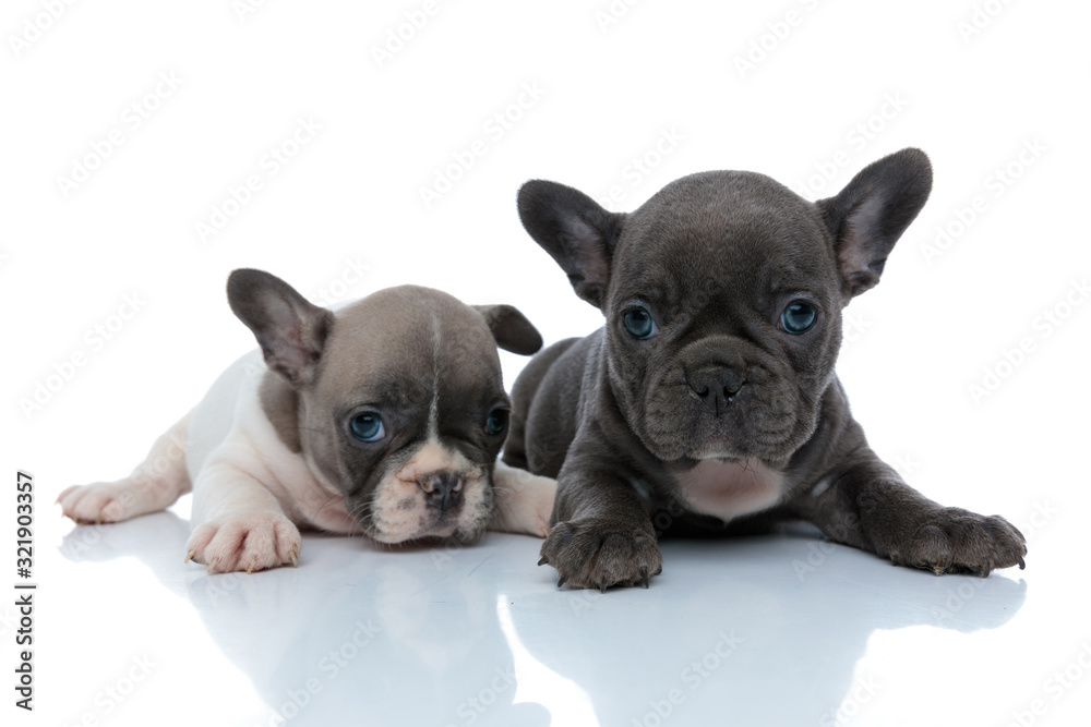 Lovely French bulldog cubs looking forward and resting