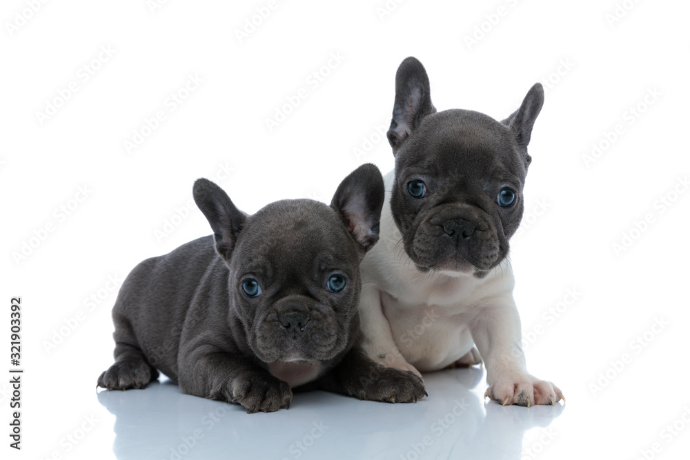 Two lovely French bulldog puppies looking forward