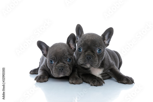 Two cute French bulldog puppies looking forward © Viorel Sima