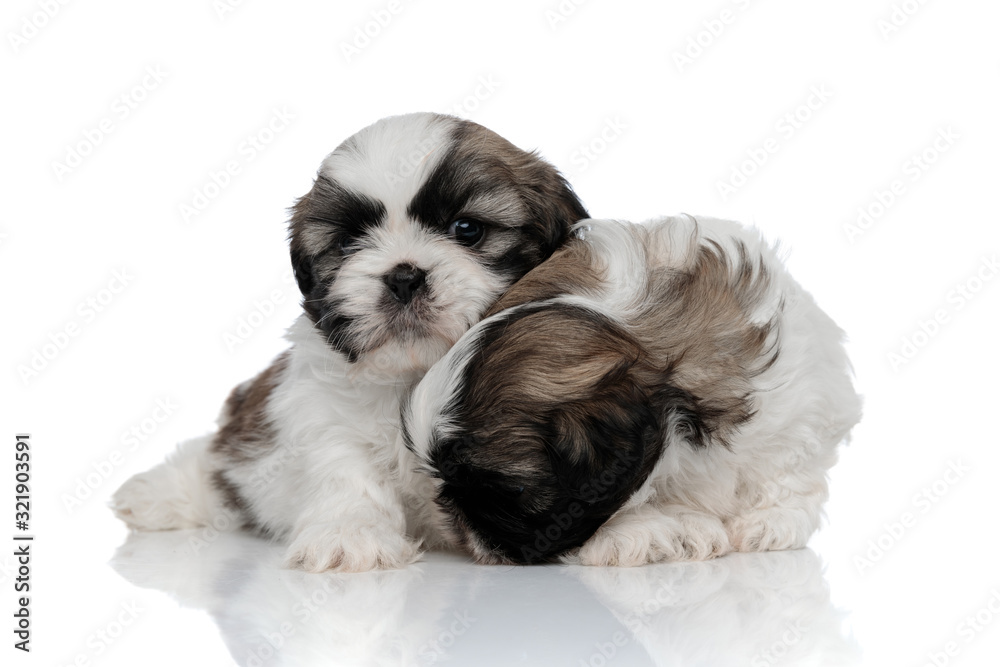 Curious Shih Tzu puppy sniffing and searching beside his sibling Curious Shih Tzu puppy sniffing and searching beside his sibling