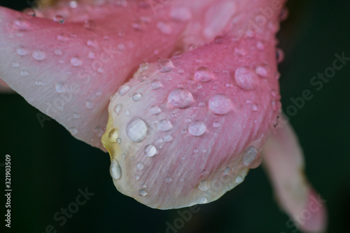 water drops on Amaryllis flower