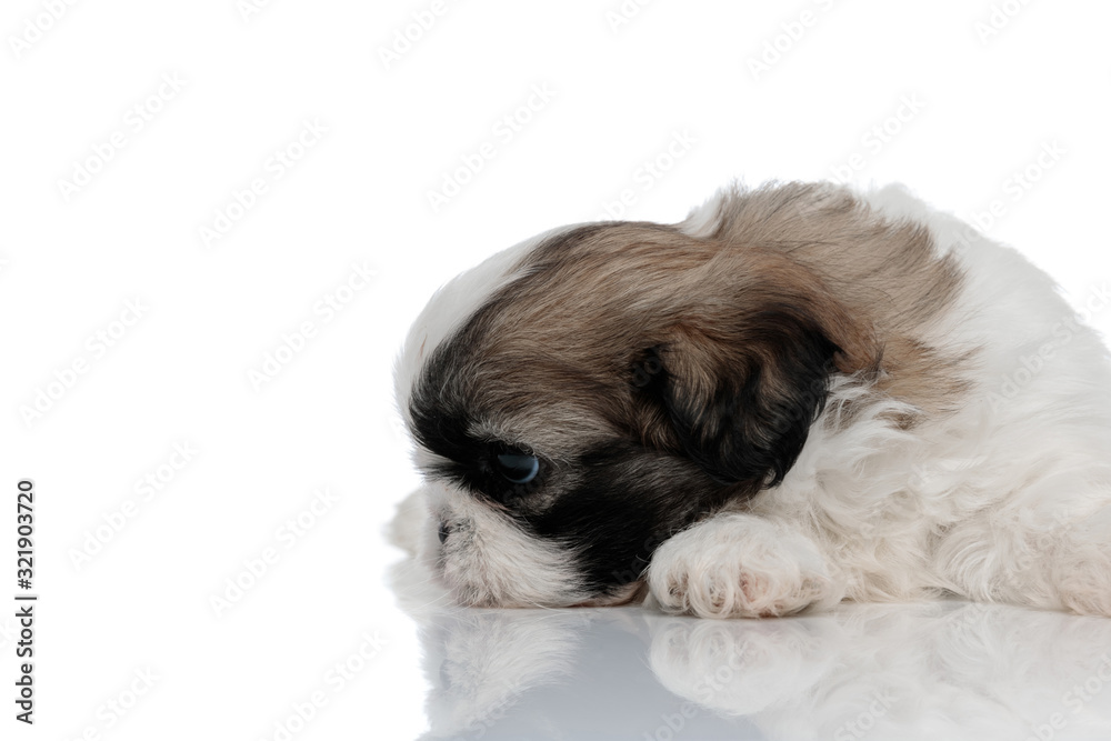 Thoughtful Shih Tzu cub looking away while laying down Thoughtful Shih Tzu cub looking away while laying down