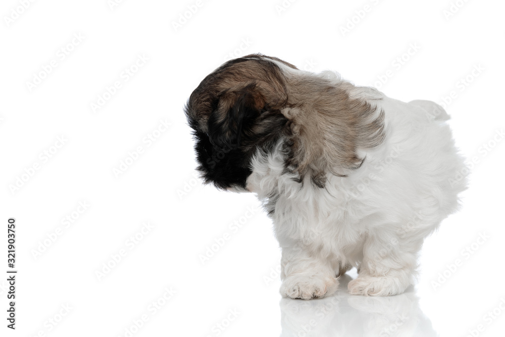 Curious Shih Tzu puppy stepping and looking behind