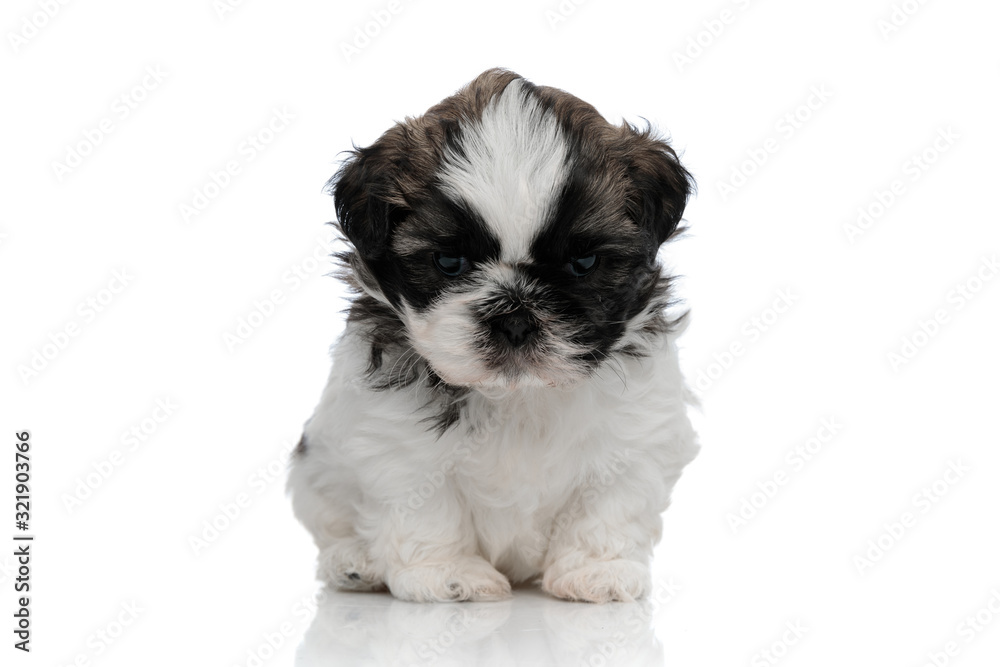 Bored Shih Tzu cub looking forward and frowning Bored Shih Tzu cub looking forward and frowning