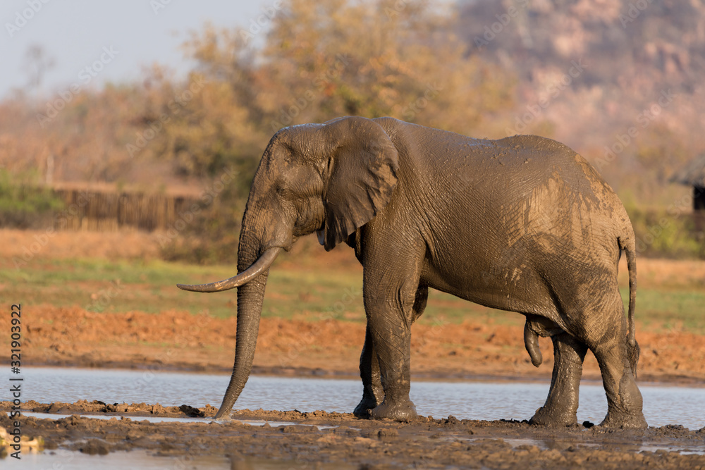 Fototapeta premium Elephant in the wilderness, African Elephant in the wilderness