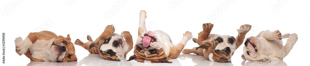 Obraz premium Four clumsy English Bulldogs rolling on back and panting