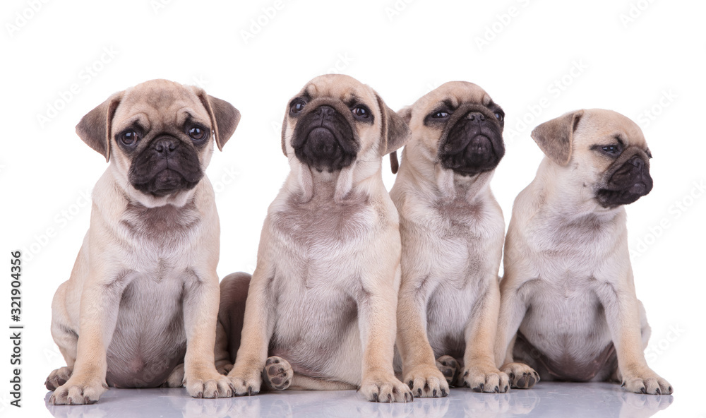 Obraz premium team of four pugs sitting on white background