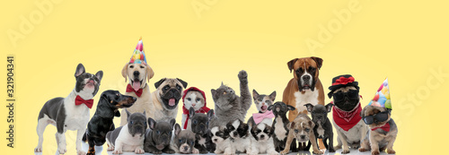 team of different animals on yellow background © Viorel Sima