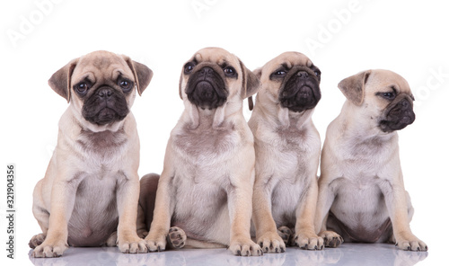 team of four pugs sitting on white background