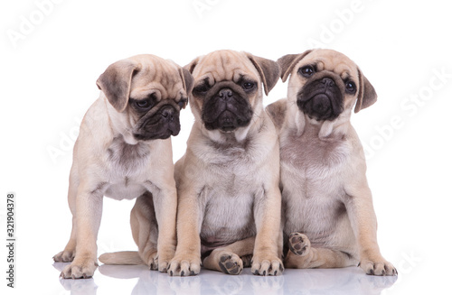 team of three adorable pugs sitting on white background