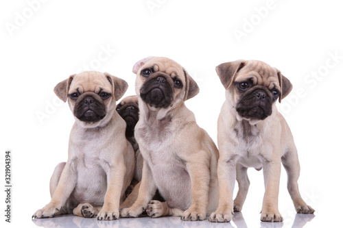 familiy of four cute pugs sitting on white background