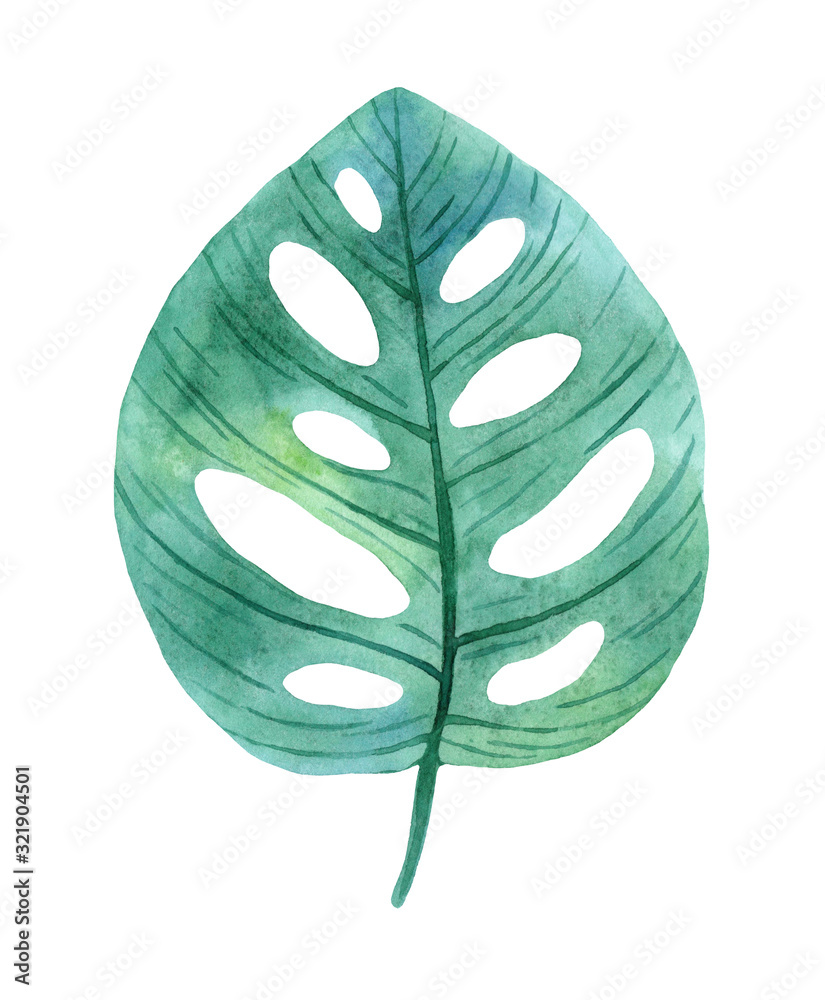 Green leaves of monstera from humid rainforest. Green leaves of monstera from humid rainforest.