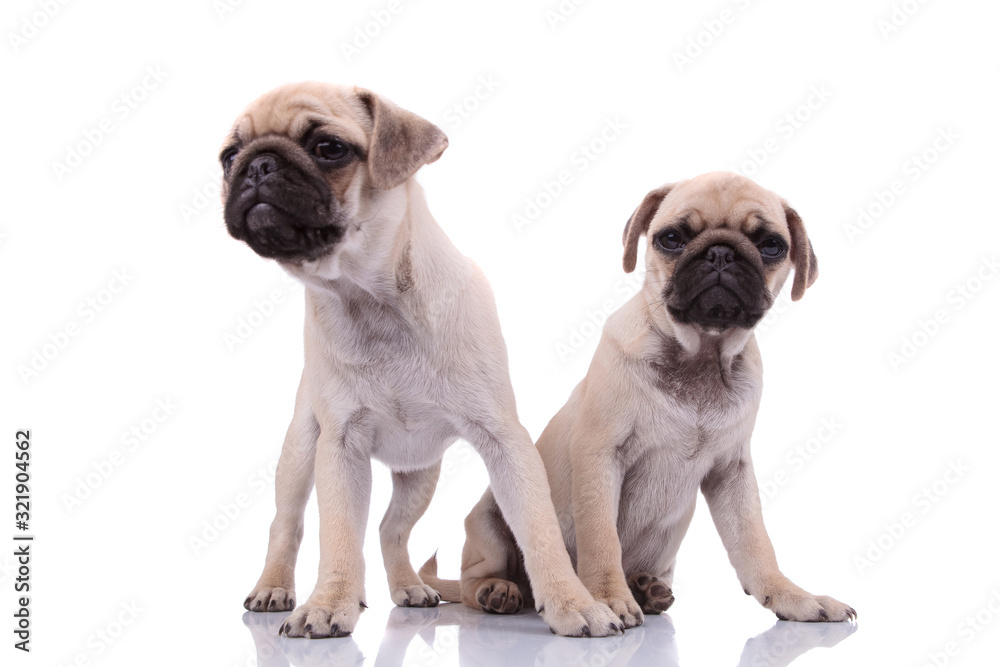 Obraz premium team of two dogs looking curious on white background