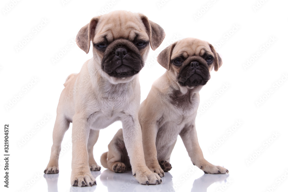Obraz premium couple of two suspicious pugs on white background