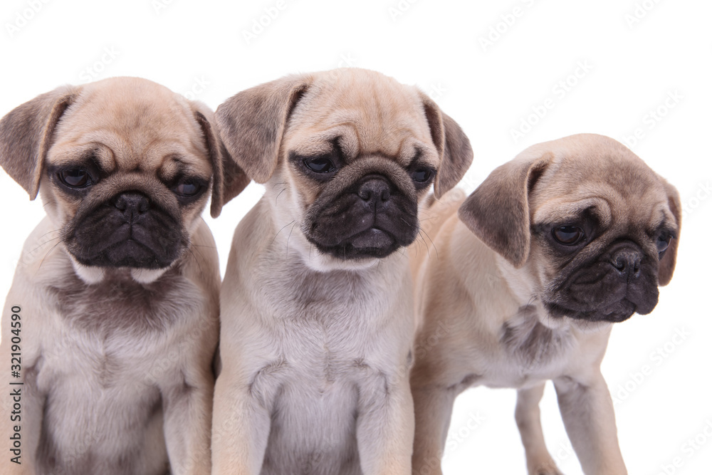 Obraz premium family of three pugs on white background
