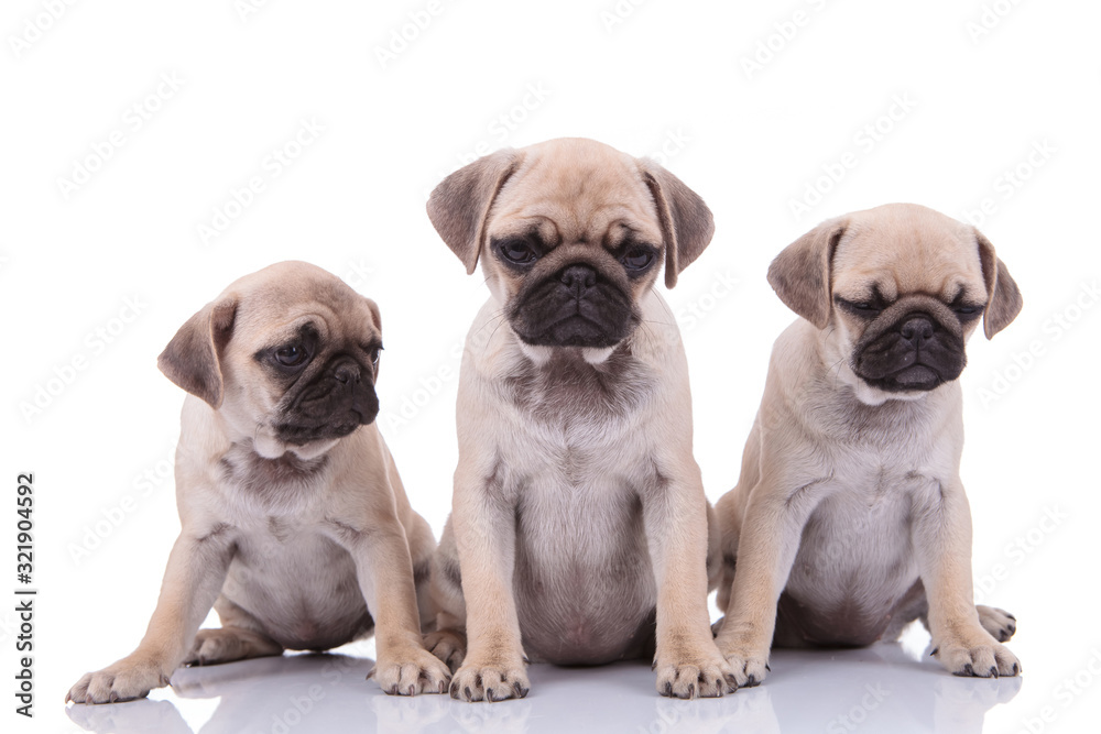 family of pugs sitting on white background