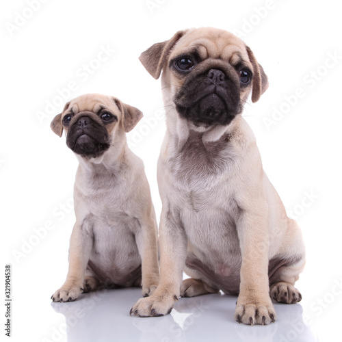 couple of two pugs sitting on white background