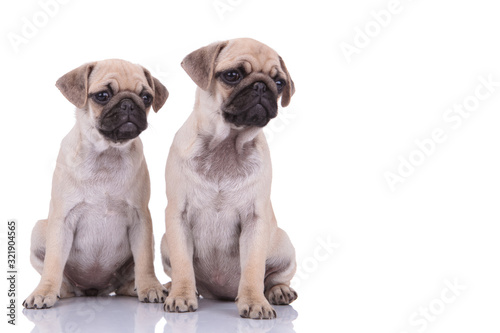 team of two pugs looking to side on white background