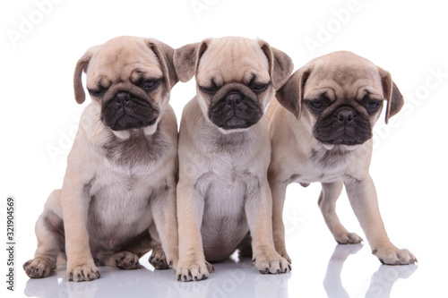 family of pugs looking down on white background