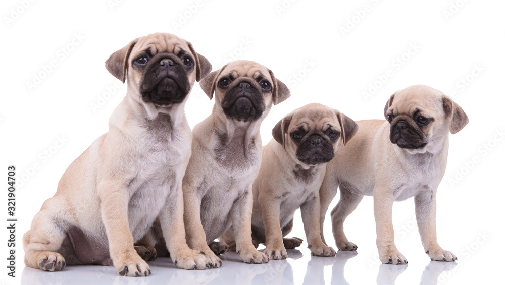team of four pugs on white background