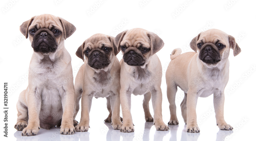 family of four pugs on white background family of four pugs on white background