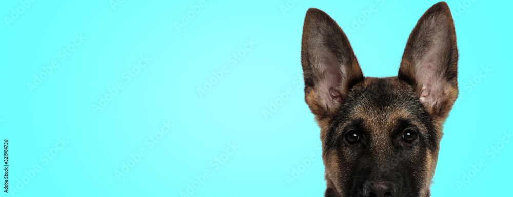 Fototapeta cute german shepherd puppy dog with big ear in an alert closeup pose