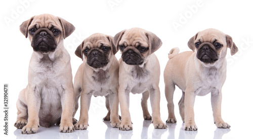 family of four pugs on white background