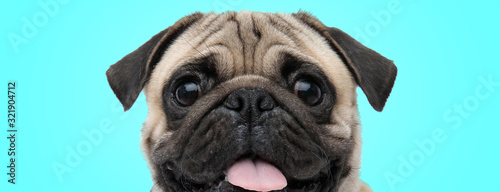 excited little panting pug with mouth open and tongue exposed looking amazed