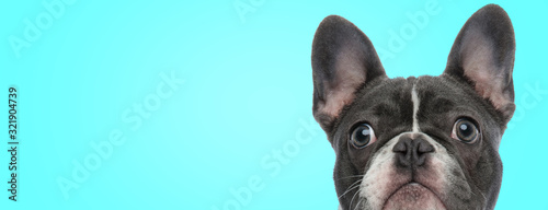 closeup picture of a surprised french bulldog puppy © Viorel Sima