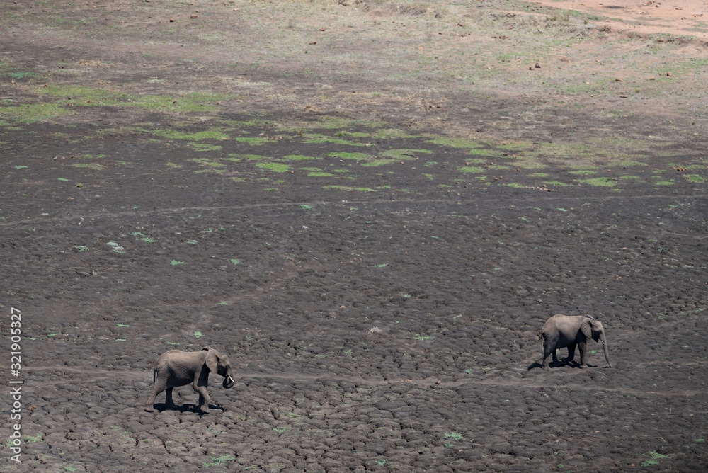 Fototapeta premium Elephant in the wilderness, African Elephant in the wilderness
