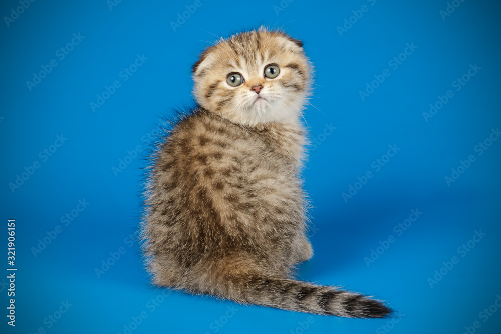 Obraz premium Scottish fold shorthair cat on colored backgrounds