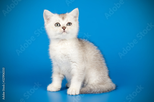 Scottish straight shorthair cat on colored backgrounds