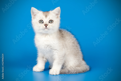 Scottish straight shorthair cat on colored backgrounds