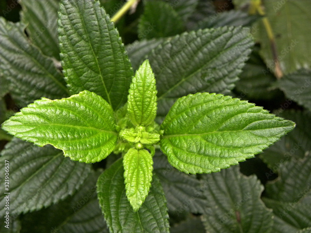 Green nettle foliage close view Green nettle foliage close view