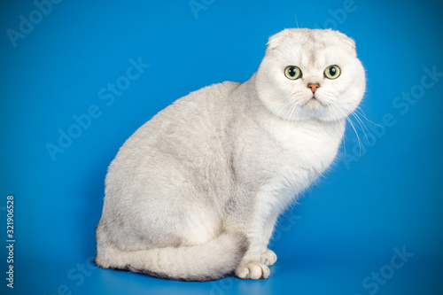 Scottish fold longhair cat on colored backgrounds photo