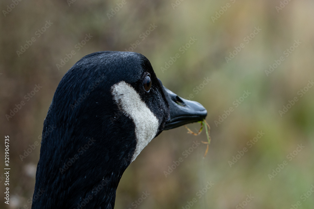 portrait of a goose portrait of a goose