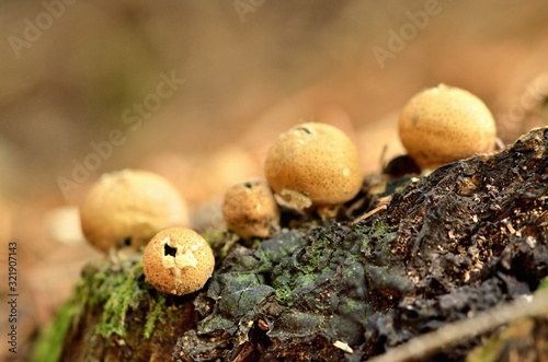 Group of mushrooms in forest. Close-up detail.